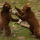 Illustration for article titled And Now, A Pair Of Playful Brown Bear Cubs